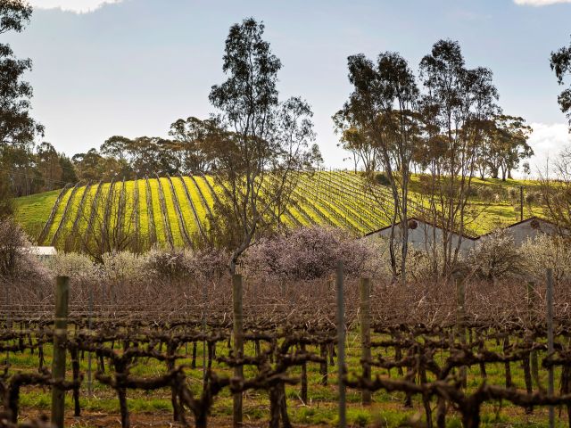 Kilikanoon Wines in Leasingham