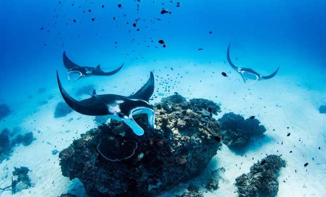 Lady Elliot Island: The island stay that lets you swim with manta rays