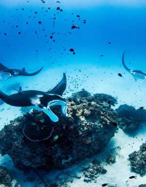 Lady Elliot Island: The island stay that lets you swim with manta rays