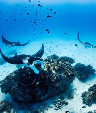 <p><strong>Lady Elliot Island</strong>: <i>The island stay</i> that lets you swim with manta rays</p>
