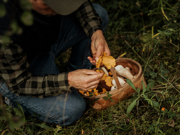 Mushroom foraging