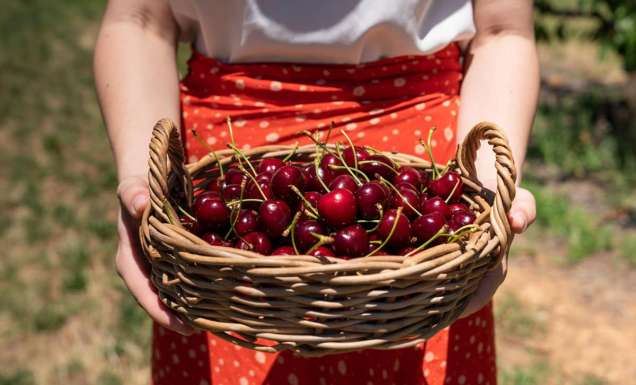 Valley Fresh Cherries in Young NSW