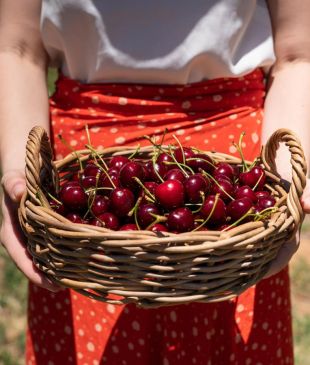 <p><i>A seasonal guide</i> to fruit picking around <strong>Australia</strong></p>
