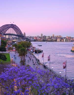 view of Circular Quay from The Rocks with jacarandas in the spring