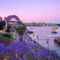 view of Circular Quay from The Rocks with jacarandas in the spring