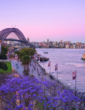 view of Circular Quay from The Rocks with jacarandas in the spring