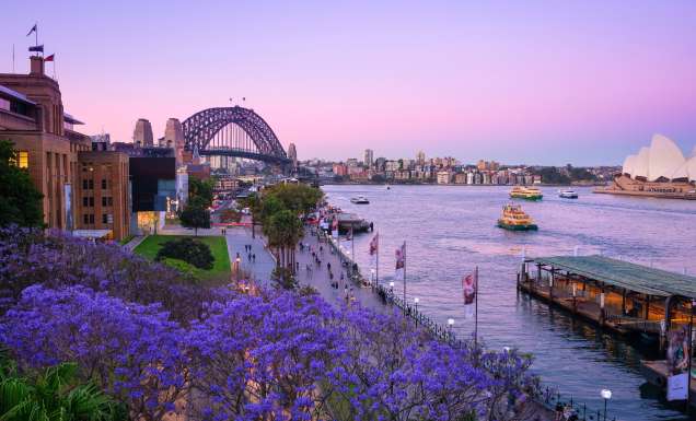view of Circular Quay from The Rocks with jacarandas in the spring