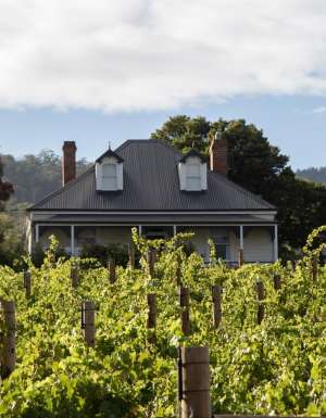 a plantation of grapevines at Kate Hill Wines