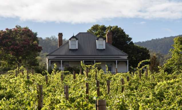 a plantation of grapevines at Kate Hill Wines