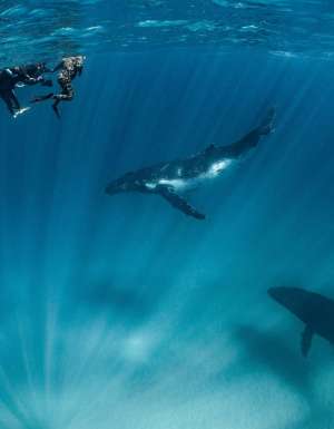Where to swim with whales around Australia