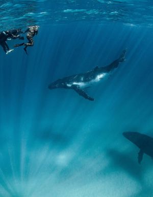 Where to swim with whales around Australia