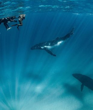 <p><i>Where to swim with whales</i> around <strong>Australia</strong></p>
