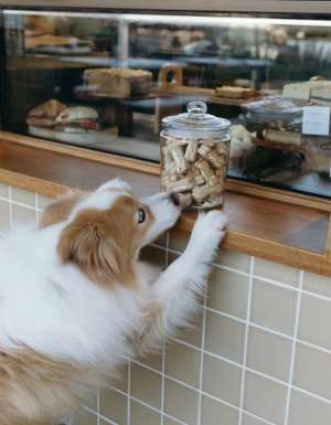 a dog barely reaches over a jar of treats at the counter of St Coco Cafe