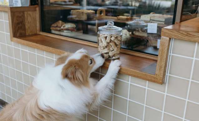 a dog barely reaches over a jar of treats at the counter of St Coco Cafe