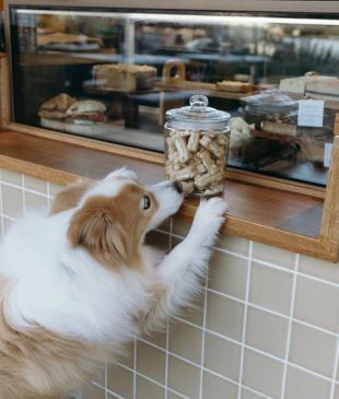 <p><i>The 23 best pet-friendly cafes</i> in <strong>Australia</strong></p>
