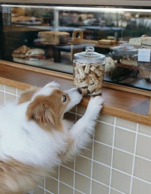 a dog barely reaches over a jar of treats at the counter of St Coco Cafe