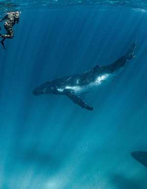 swimming with whales