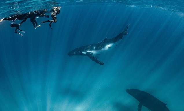 swimming with whales