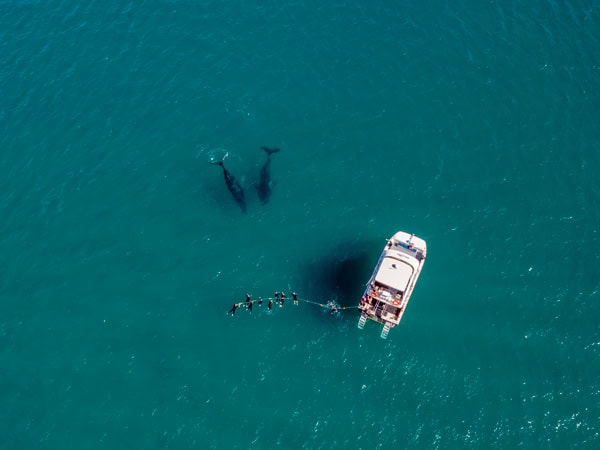 an aerial view of a boat during a whale-watching tour off the coast of Hervey Bay