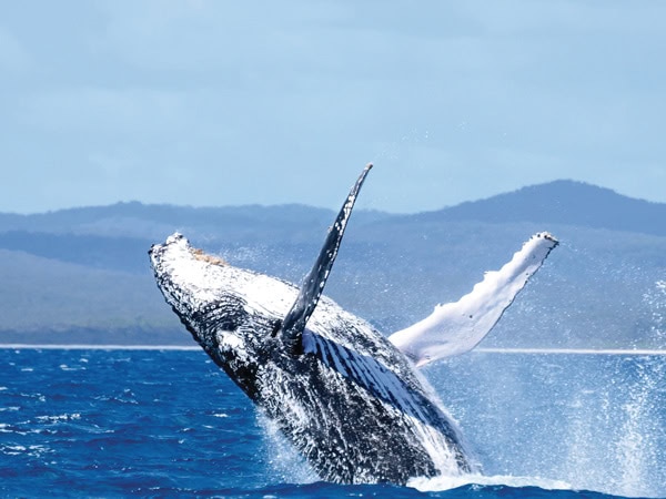 a humpback whale flipping above the water at Hervey Bay