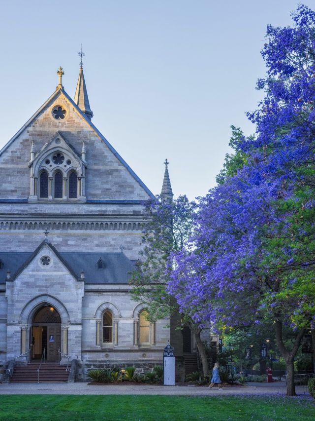 Jacarandas in Adelaide North Terrace
