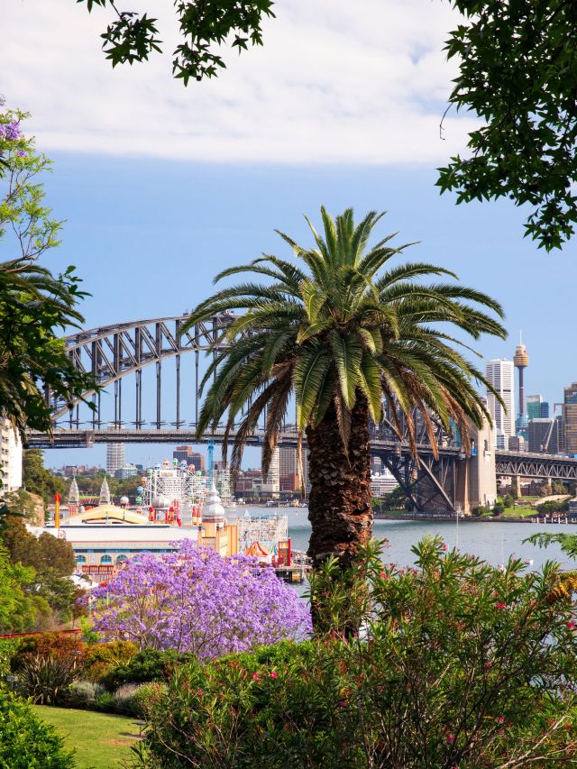 view of Lavender Bay with jacarandas in the spring
