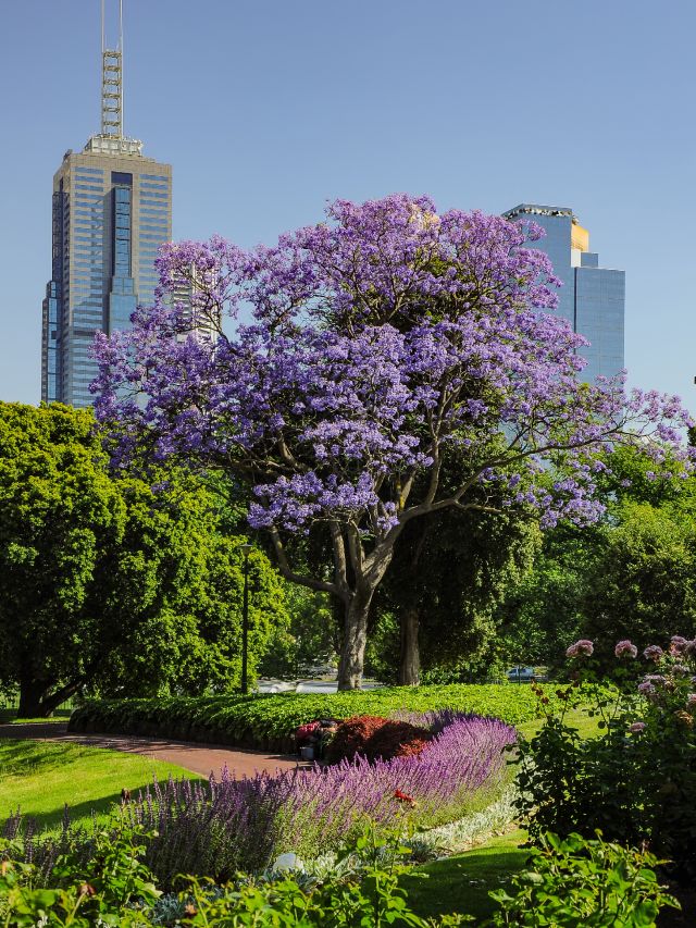 Jacaranda tree in Park in Melbourne