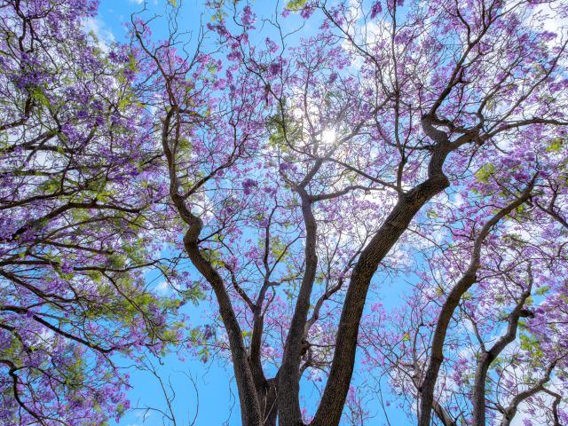 Beautiful Jacaranda trees are reaching out to sky on a sunny blue sky day, Perth, Australia 