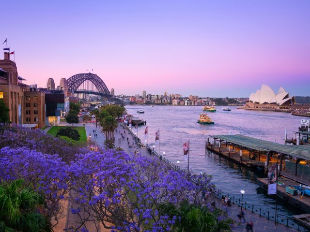 view of Circular Quay from The Rocks with jacarandas in the spring