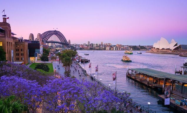 view of Circular Quay from The Rocks with jacrandas in the spring