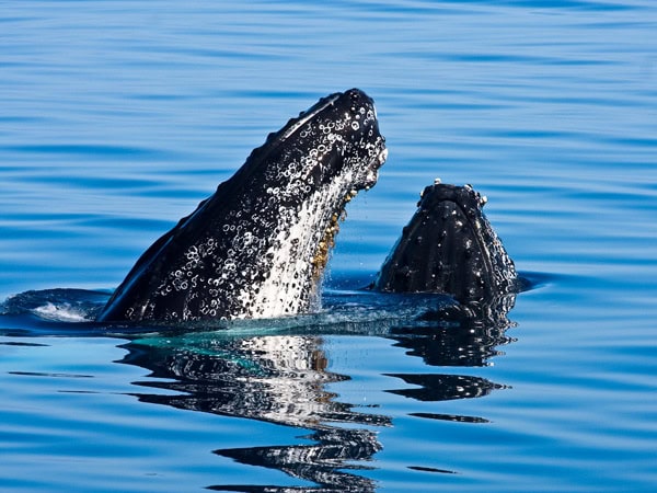 two humpback whales poking their head out of the water
