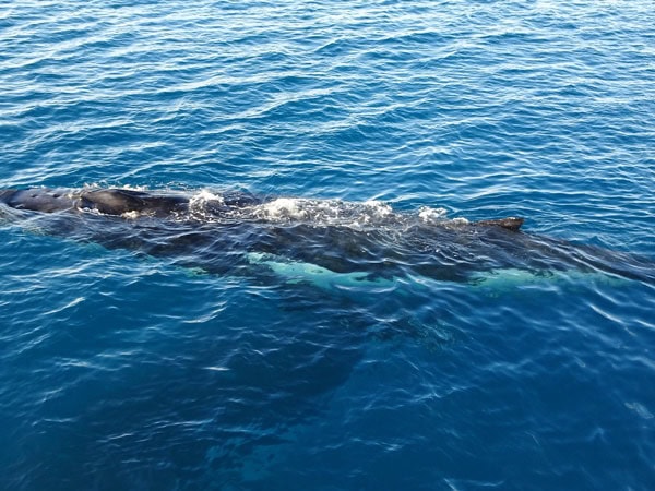 a humpback whale swimming underwater