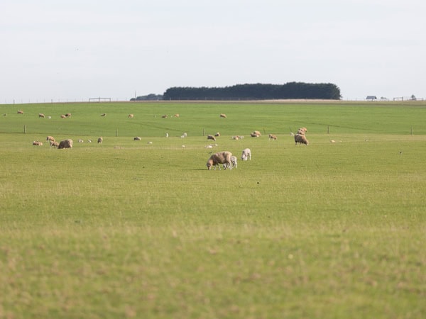 farm animals grazing in the field at Kilsby Sinkhole & Accommodation