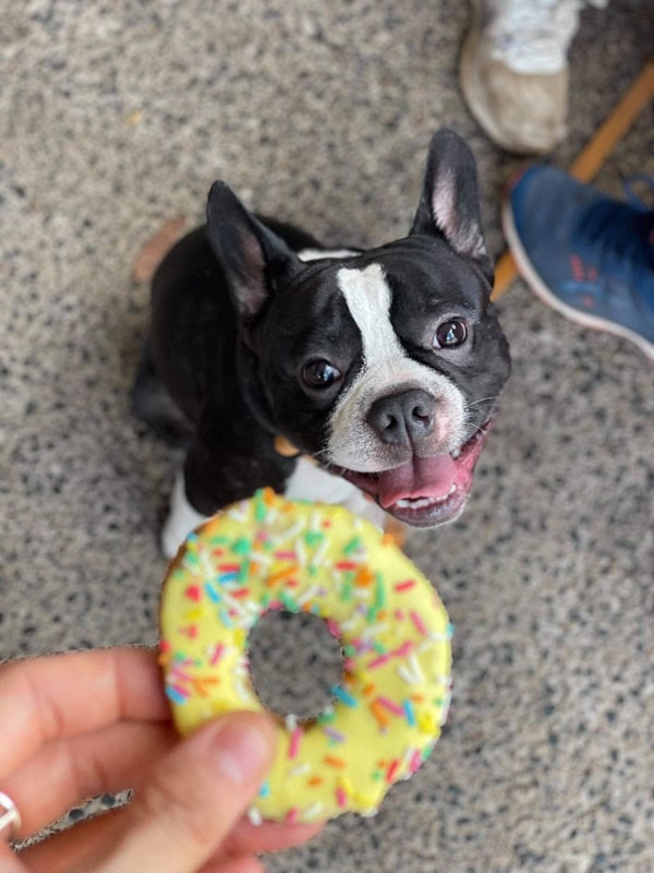 handing out a doggie donut to a pup at Laneway Coffee, Darwin, NT