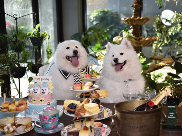 two dogs enjoying the doggy high tea at Lost and Found cafe, North Sydney