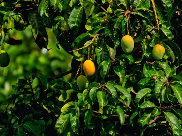 ripe mangoes hanging from a tree