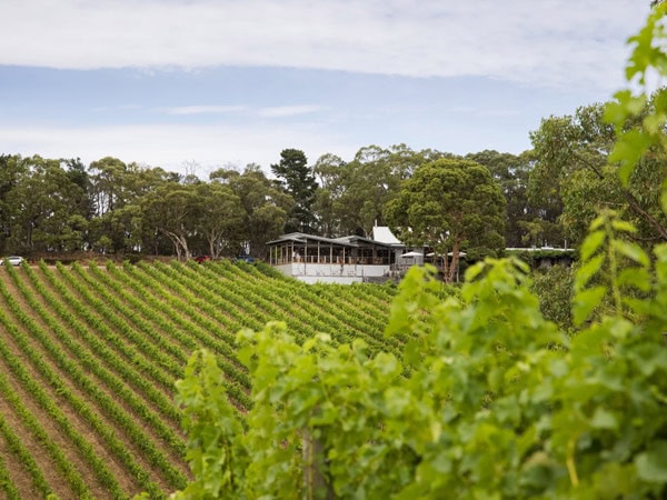 the lush and verdant vineyard landscape at Mt Lofty Ranges Vineyard