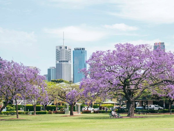 purple blooms at the New Farm Park, Brisbane