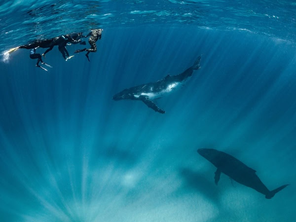 divers as seen above humpback whales underwater