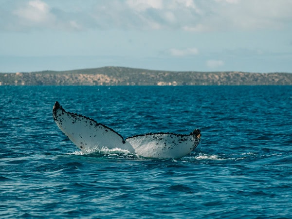 a tail of a humpback whale sticking out of the water in Ningaloo