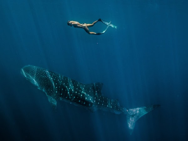 a freediver swimming with a whale shark underwater in Ningaloo