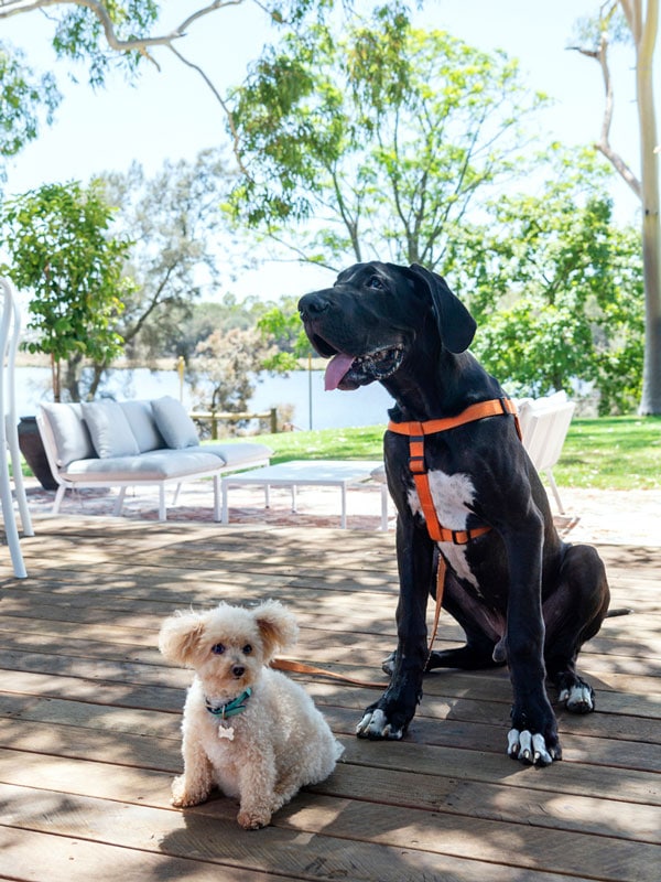 two dogs sitting on the grounds of Peninsula Farm Cafe