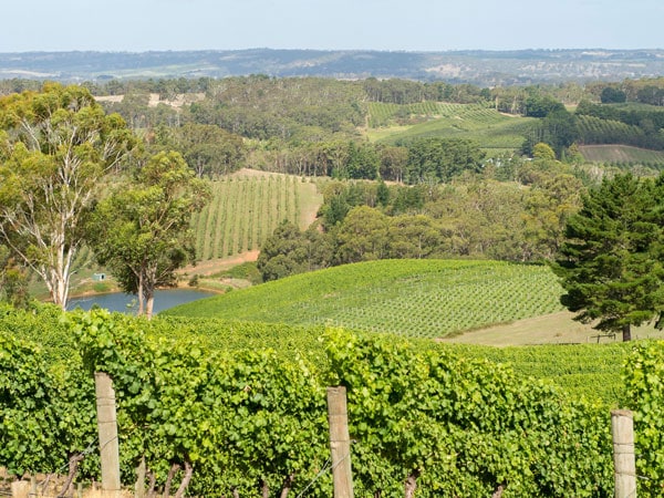 the view of vineyards and rolling hills from Pike and Joyce, Lenswood