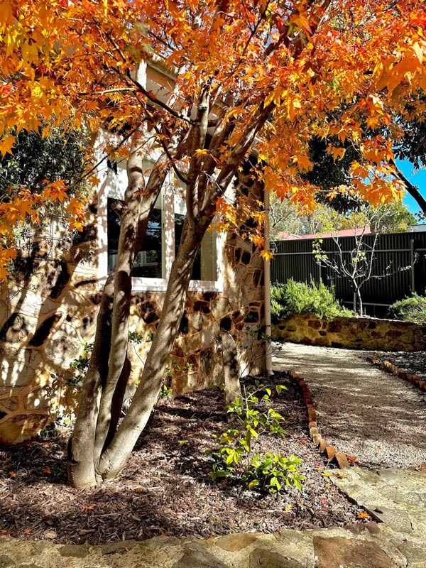 autumn leaves in Pine Cottage