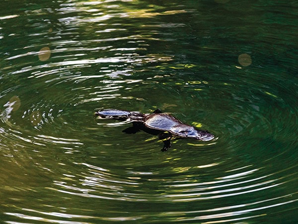 platypus in broken river, queensland