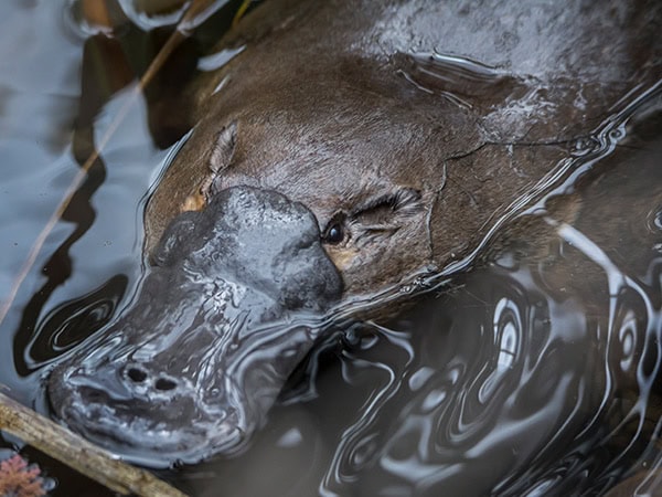 a platypus in tasmania