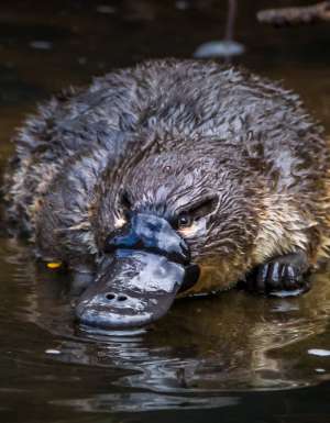 Where to see a platypus in the wild