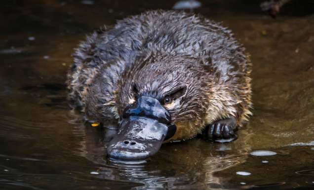Where to see a platypus in the wild