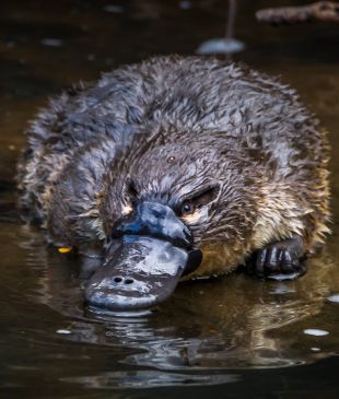 <p><i>Where to see</i> a platypus in the wild</p>
