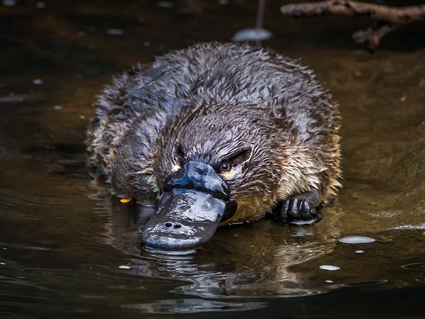 a platypus above the water in tasmania